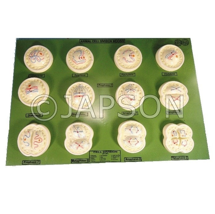 Model, Animal Meiosis Model, Animal Meiosis